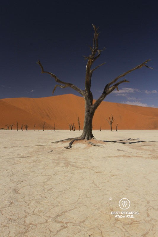 Large dead tree with a red dune in the background and blue skies above.