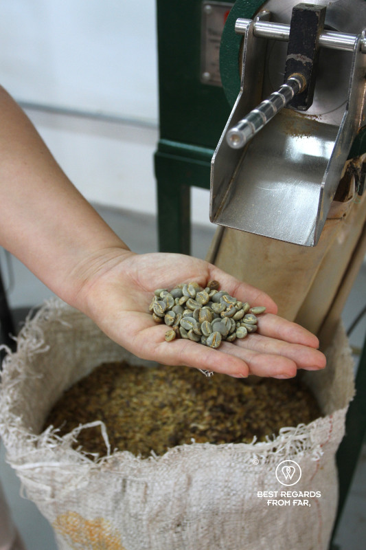 Someone holding a handful of coffee beans that have been dehusked.