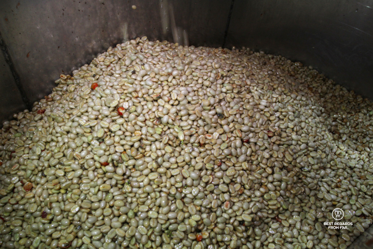Coffee beans rights after being peeled from their skin in a machine.