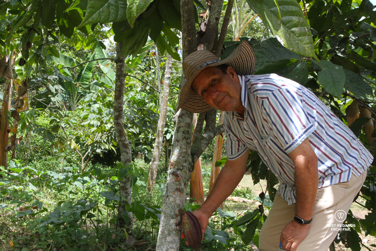 Don Leo holding a cacao pod on a tree on his coffee plantation.