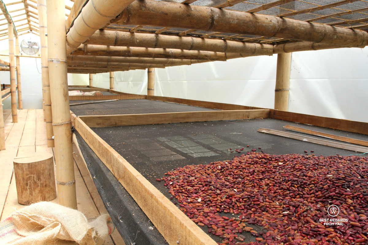 Coffee cherries drying in a greenhouse made with bamboo and plastics.