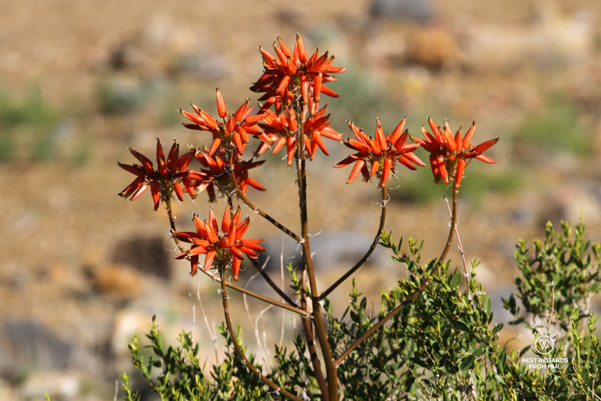 Red Herero aleo blooming.