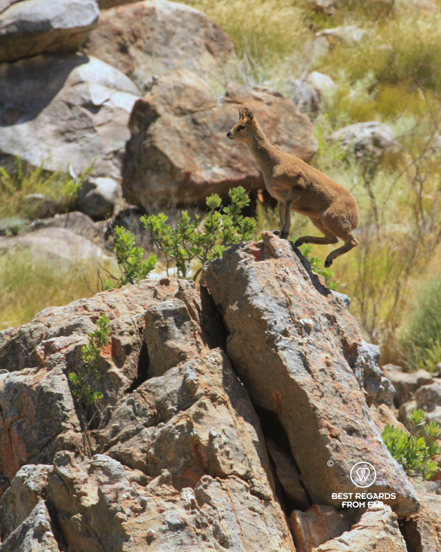 Klipspringer climbing onto a rock.
