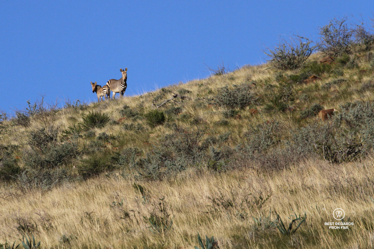 2 mountain zebras staring into the camera on a grass-covered ridge line.