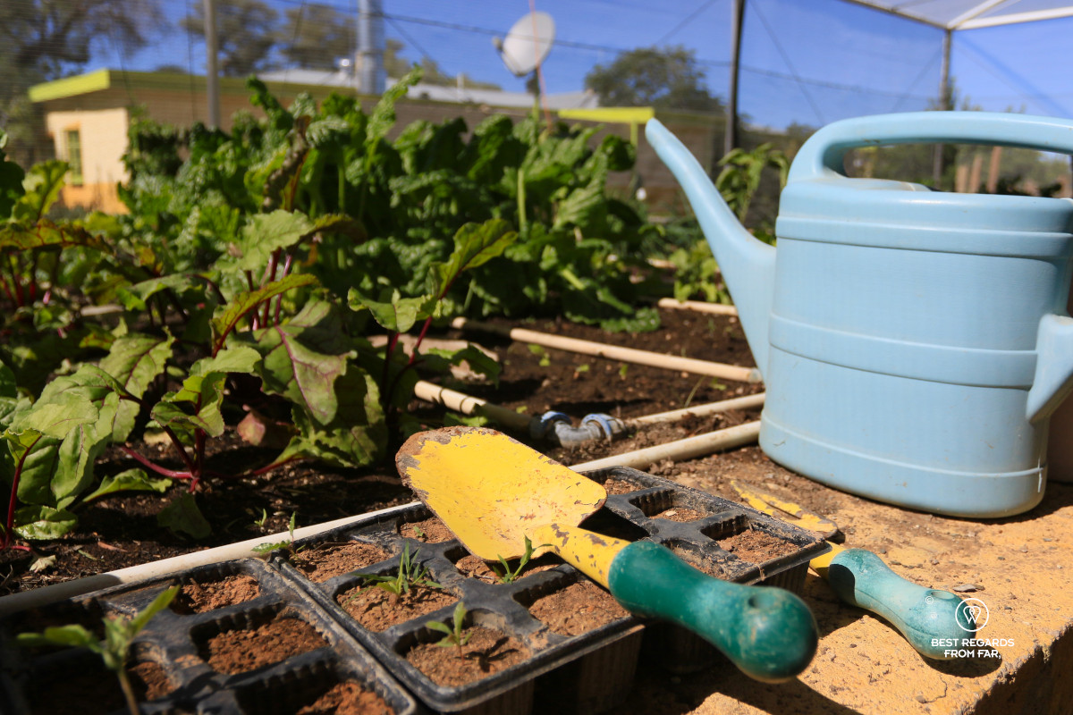 Gardening tools and vegetables growing in an elevated garden.