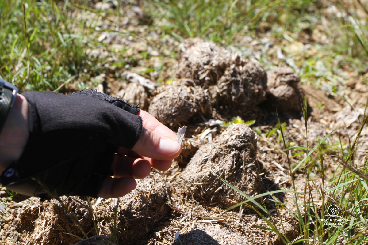 Hand holding rhino dung with rhino dung in the background.