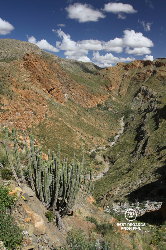 Red canyon covered with green grass leading to a dry riverbed under a blue sky with some white puffy clouds.