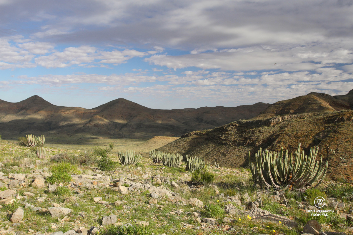 Candelabra succulents in the Naukluft Mountains, Namibia.