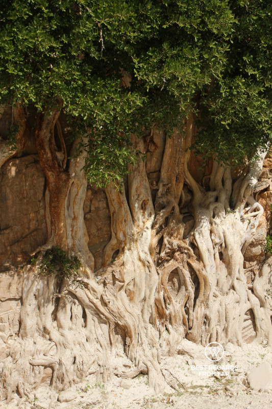 Trees with their roots visible on the rocks and dry river bed.