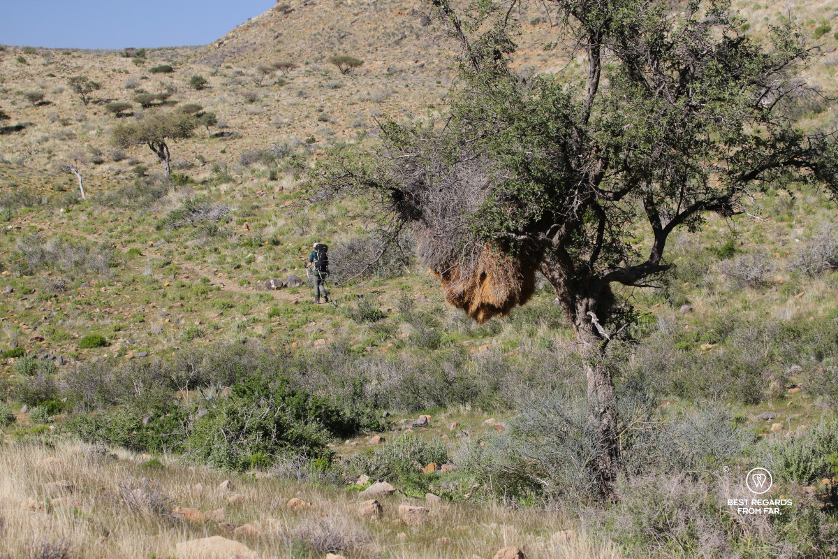 Sociable weaver nest in a tree with a hiker in the background.