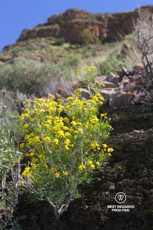 Blooming yellow flowers on a mountain slope in Namibia.