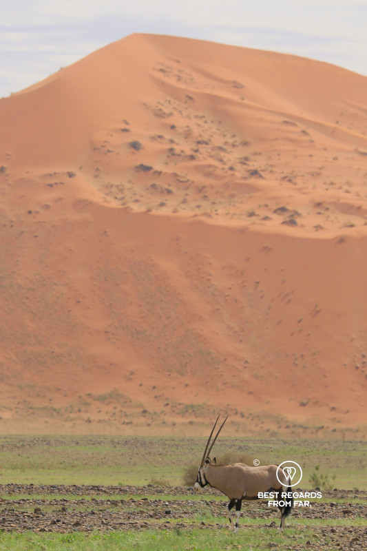 An oryx in green grass with a red dune of the Sossusvlei in the background.