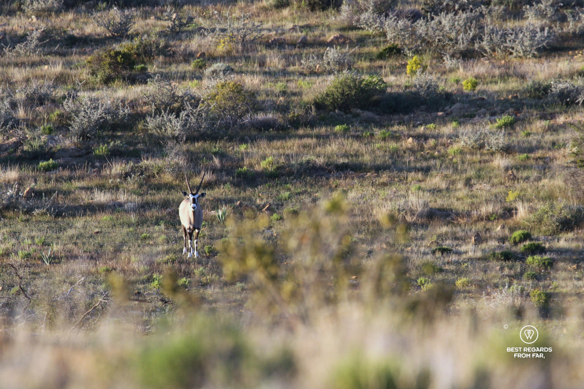 Oryx encounter on foot.