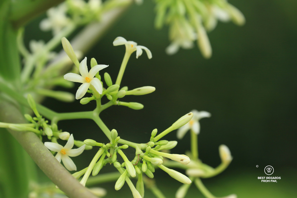 Small white papaya flower with green background.