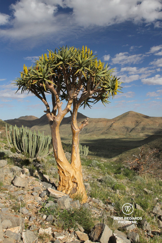 Blooming quiver tree in the Naukluft Mountains, Namibia.