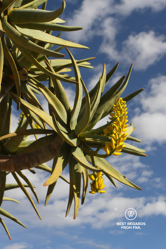 Yellow flower of a blooming quiver tree.