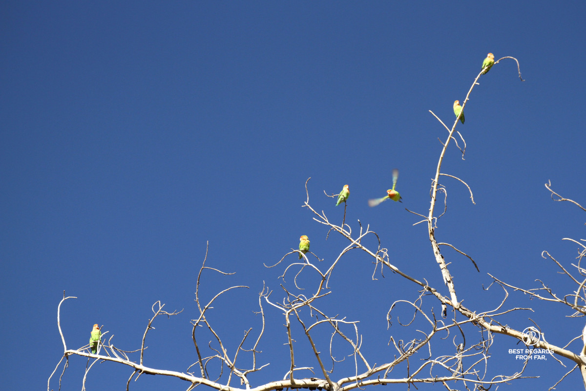 Rosy-faced love birds in a dead tree.