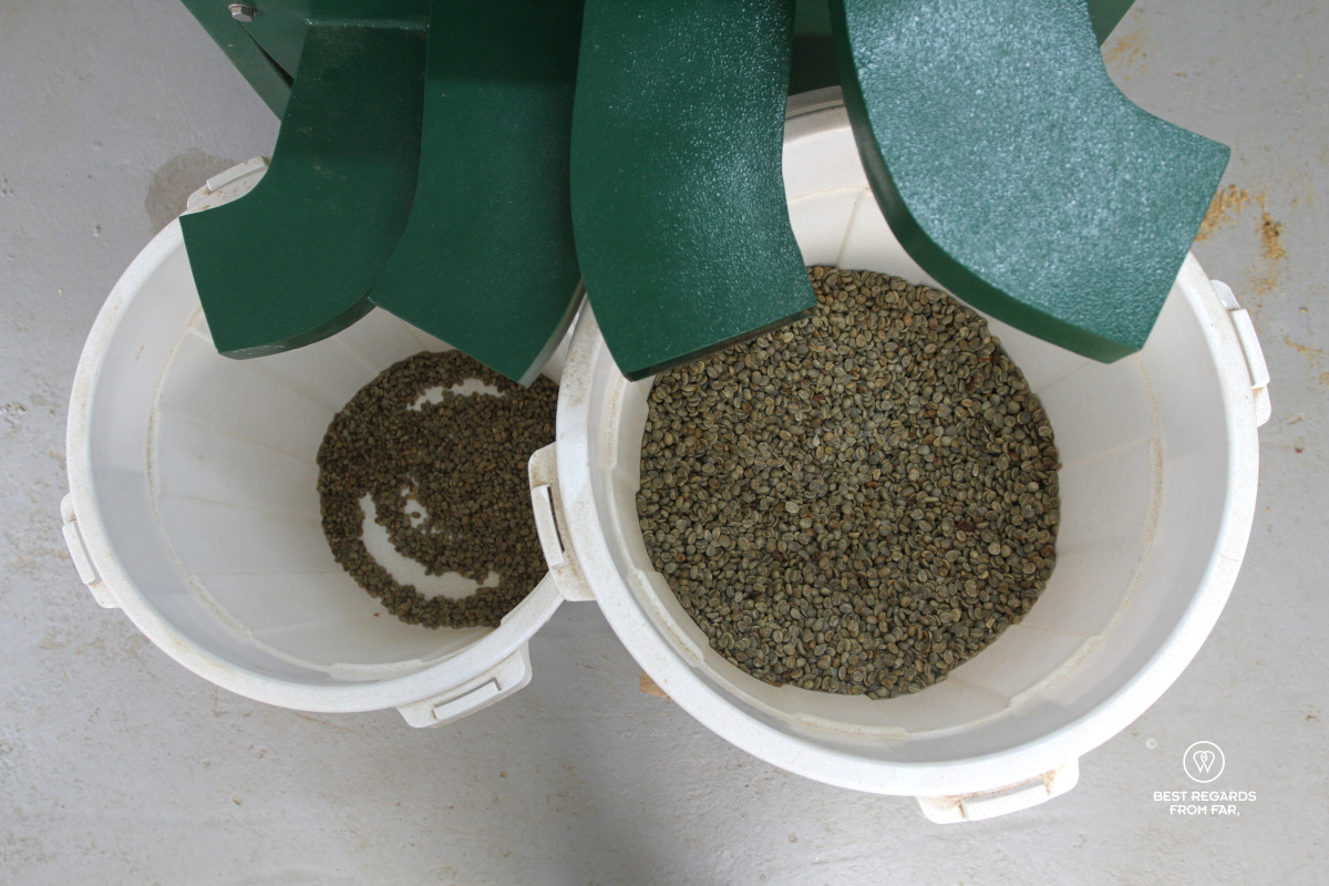 Two white buckets with fresh coffee beans coming out of a machine based on quality.