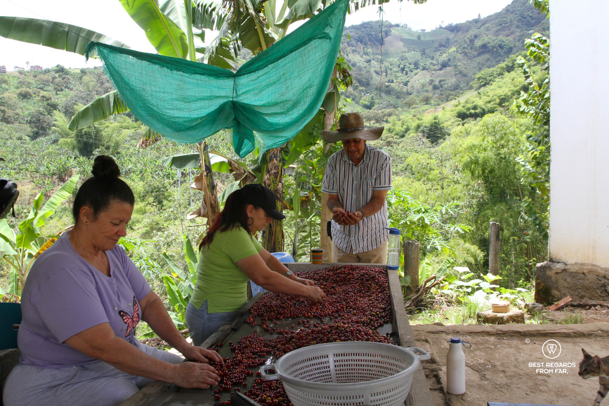 Three people sorting out the quality of coffee beans on a coffee plantation in Colombia.