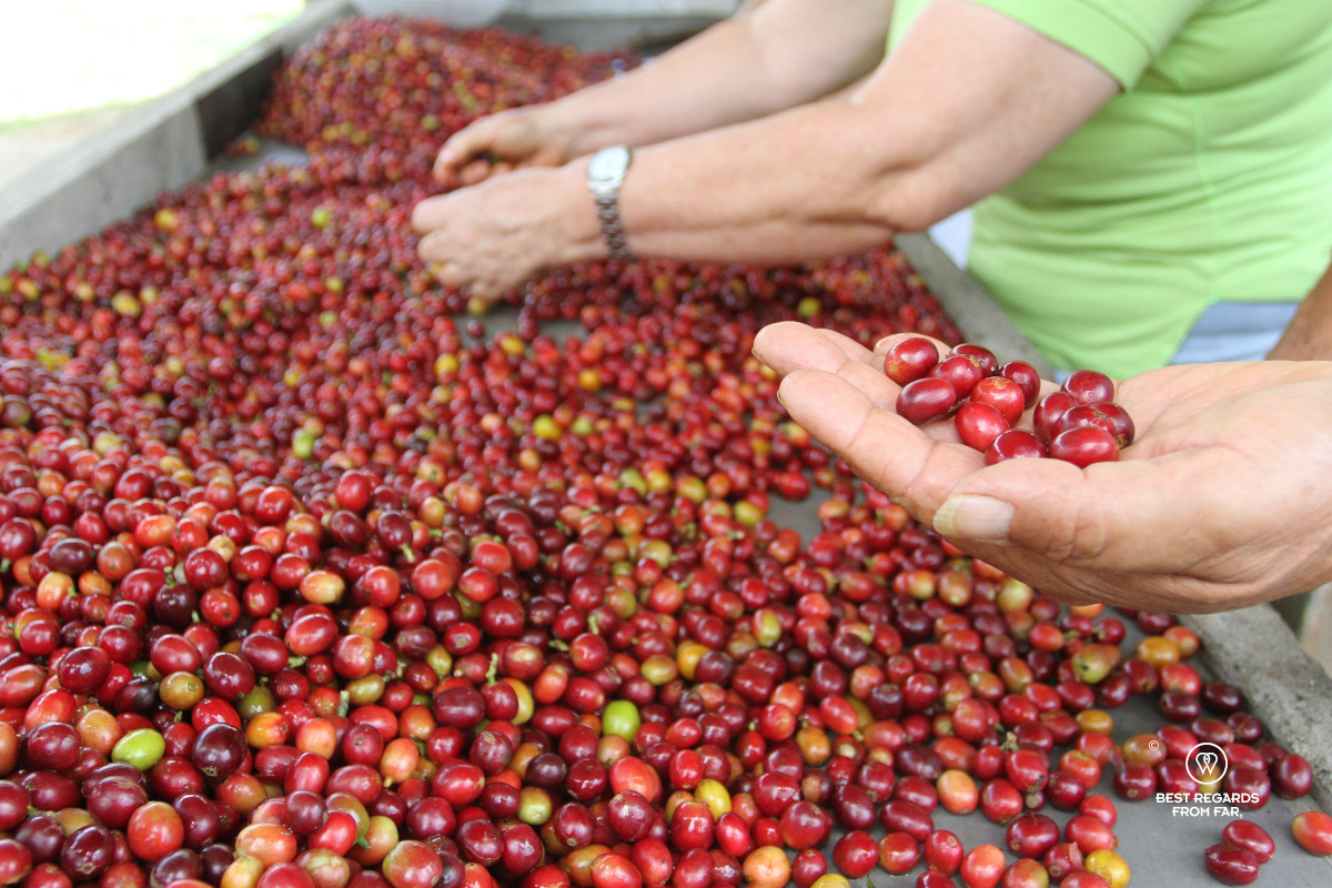 High-quality coffee cherries being sorted out by hands.