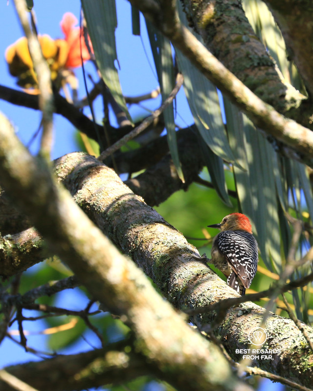 Woodpecker with red head and spotted feathers on the back in a tree.