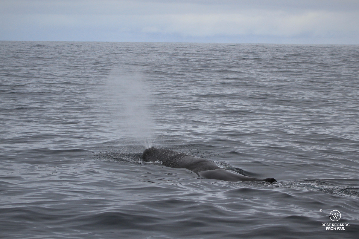 Sperm whale blowing air in Norway.