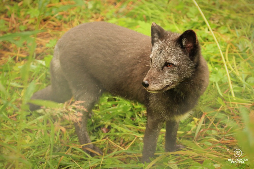 Arctic fox cub in the fall with its dark fur.