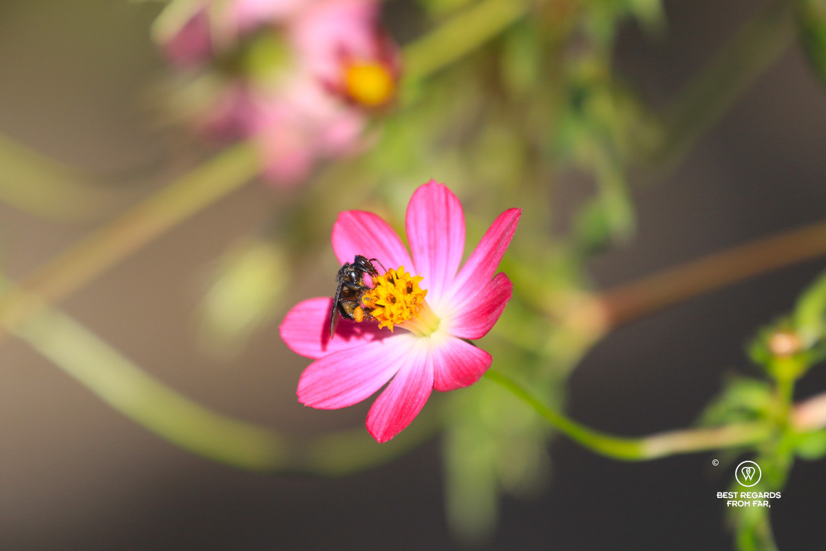 Bee on a pink flower in the sun.