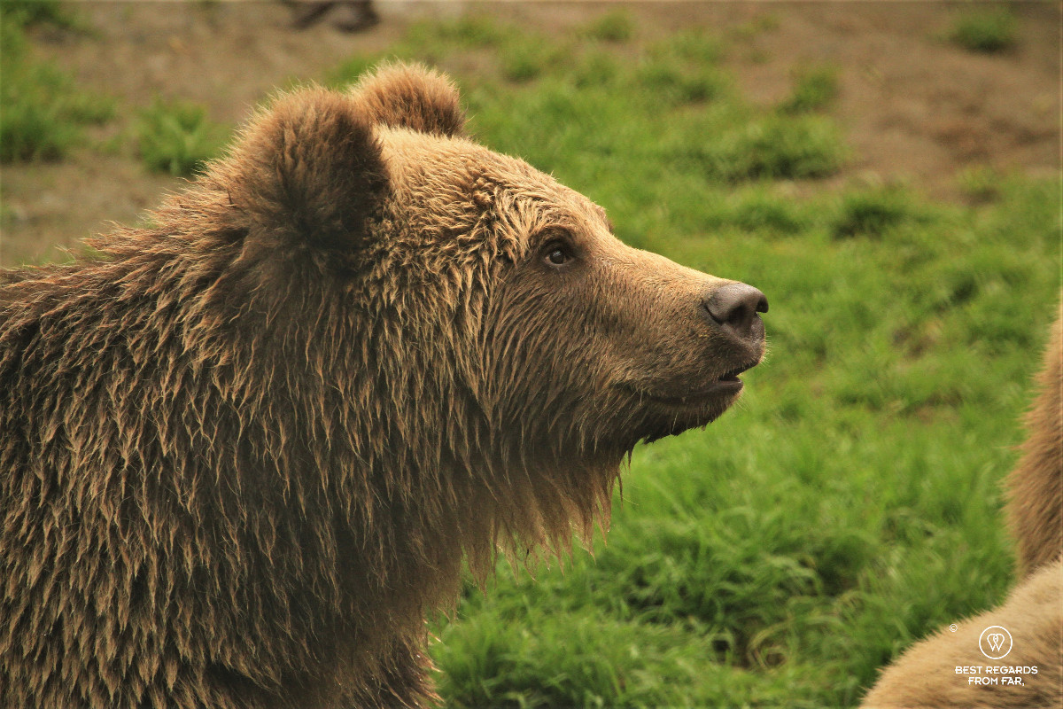 Eurasian brown bear.