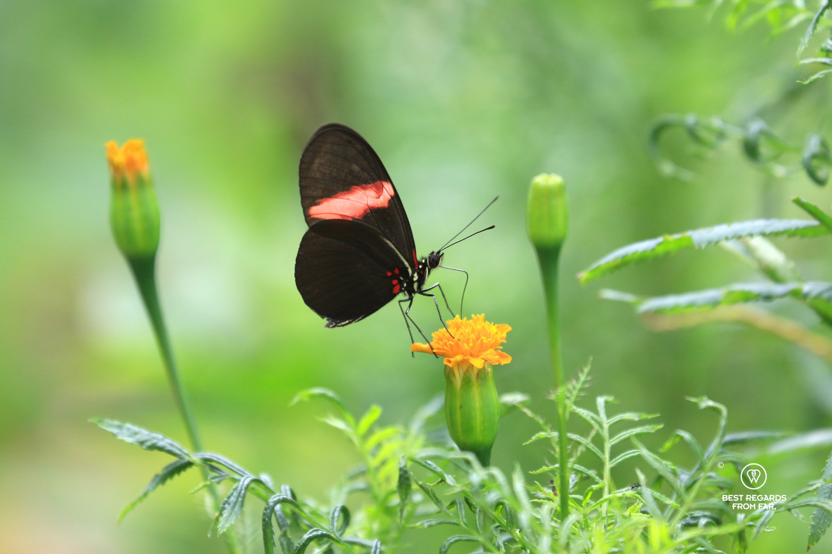 Black butterfly with red stripe on wings extracting nectar from an orange flower with a green background.