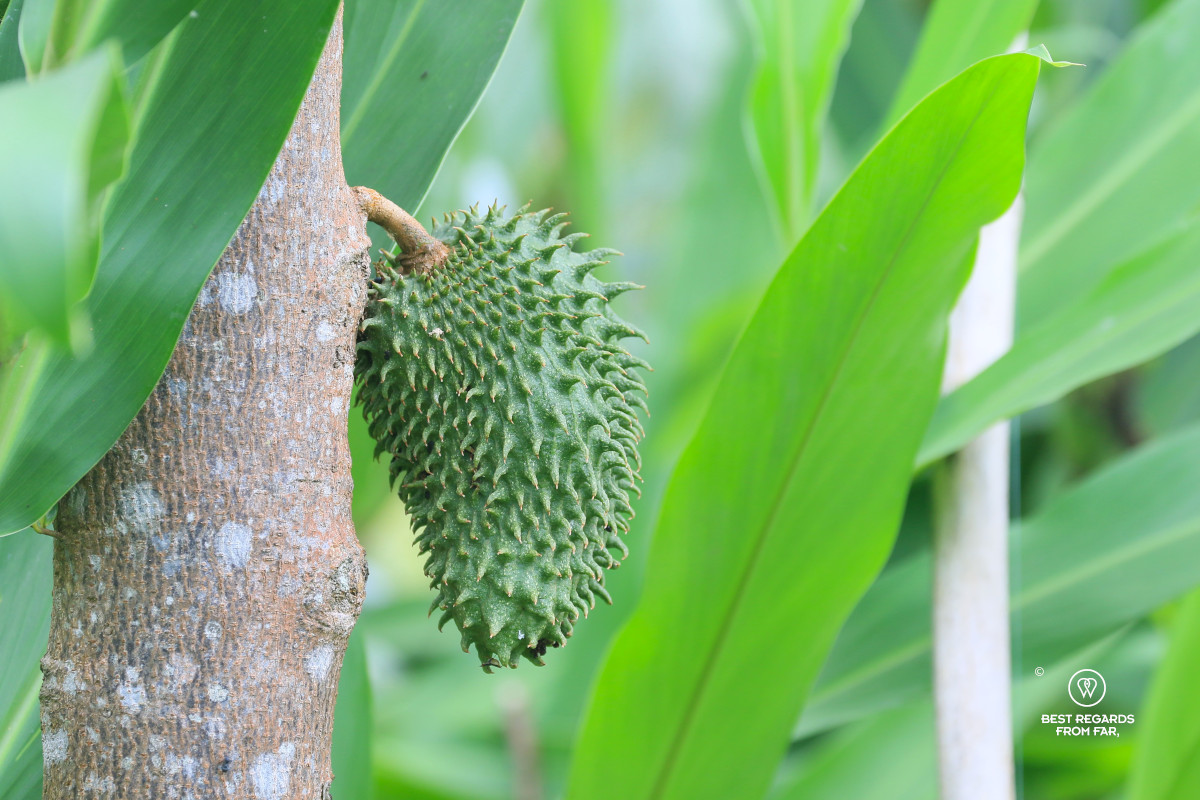 Green fruit growing on a tree trunk in the jungle.