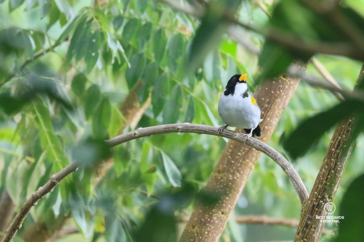 Golden-winged sparrow with a yellow beak on a branch.
