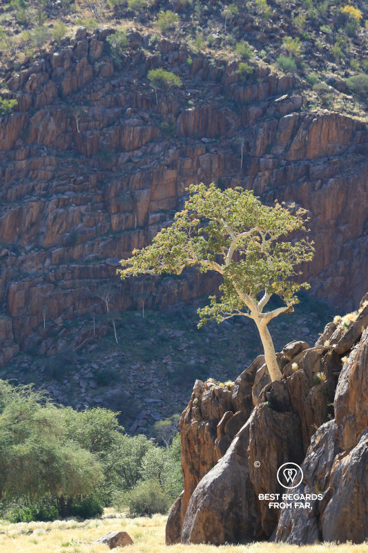 Tree growing on a rocky outcrop, Namibia.