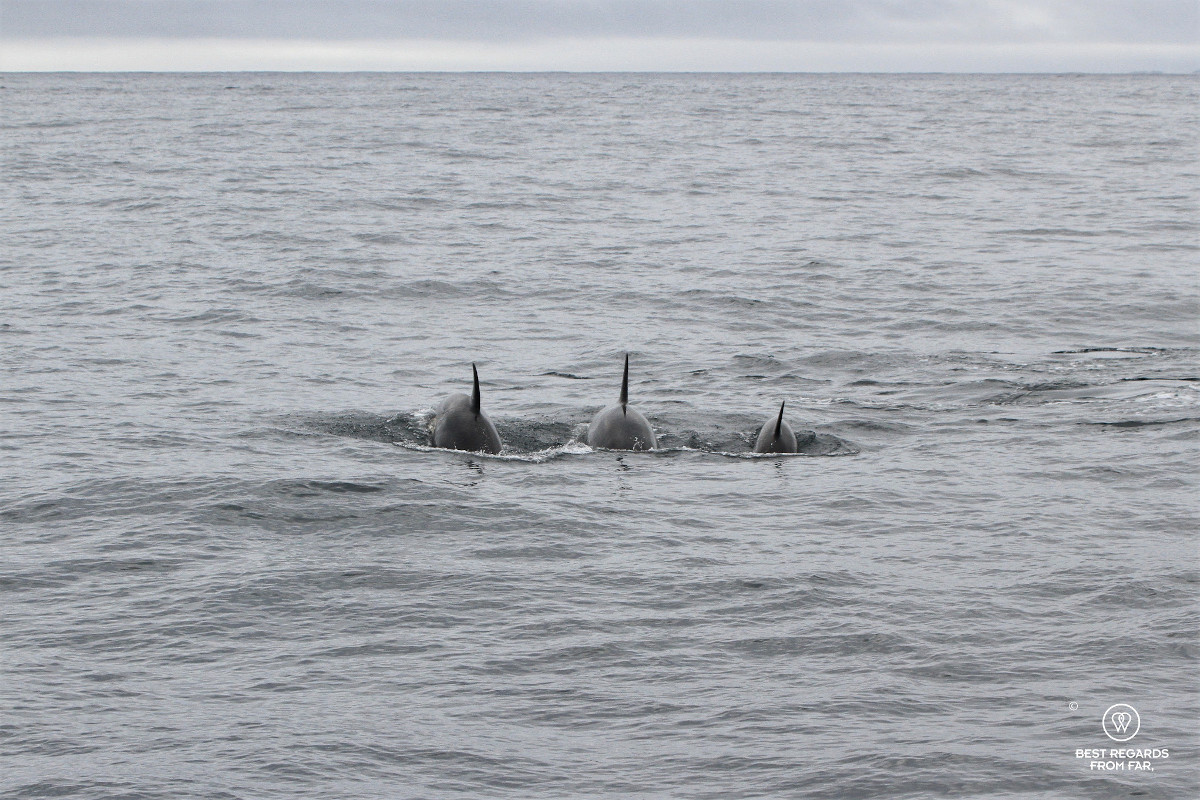 Three orcas at sea in Norway with their dorsal fins out.