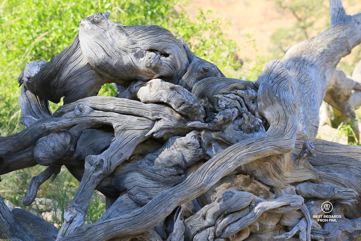 The twisted roots of a dead leadwood tree.