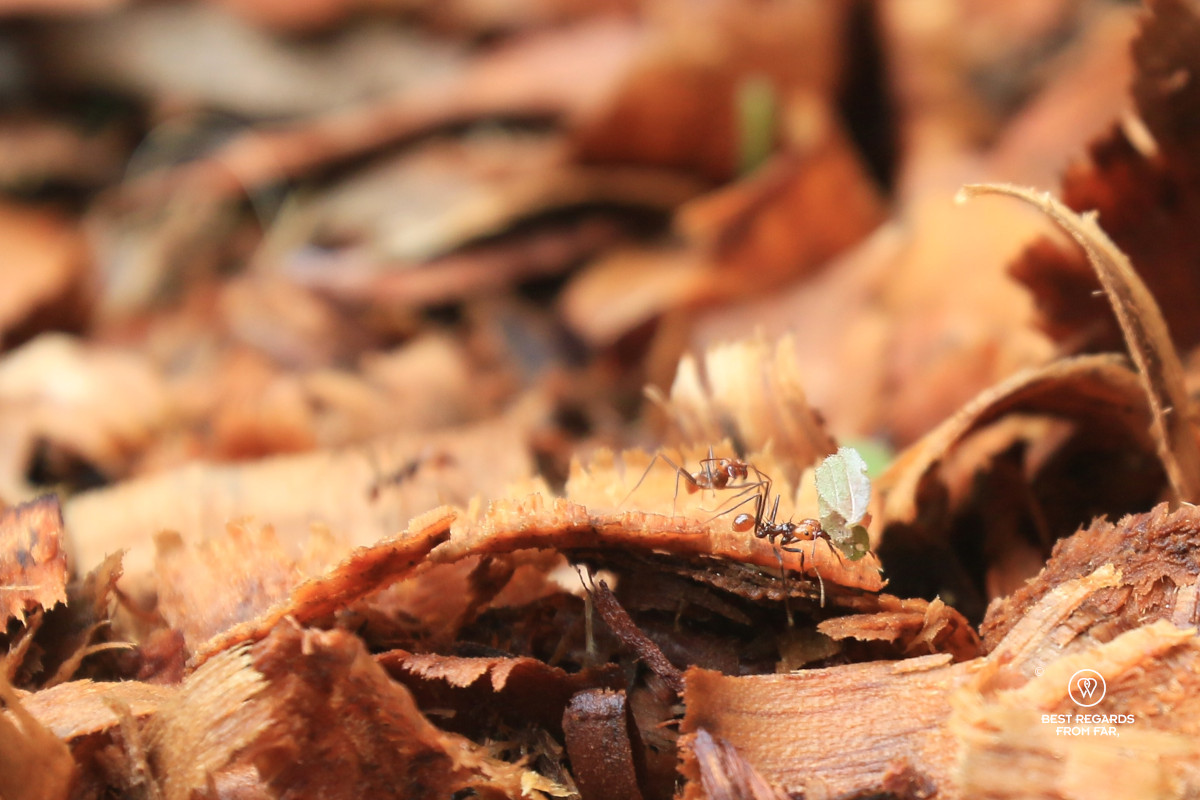 Leaf cutter ant carrying a leaf to its nest.