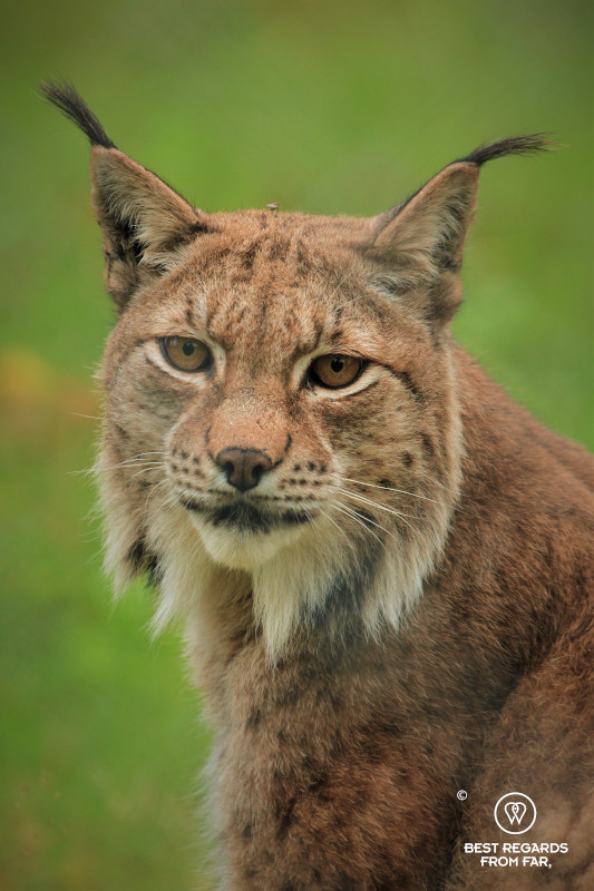 Portrait of a lynx.