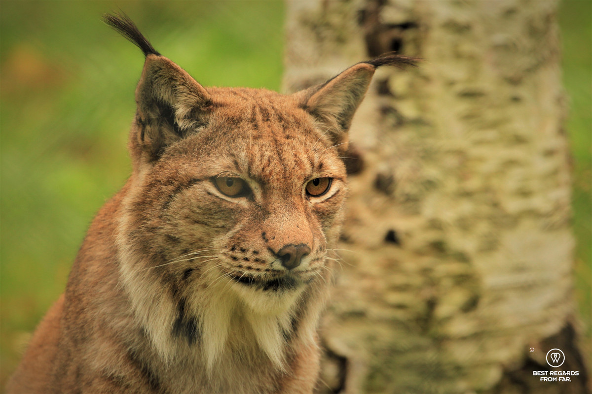 Portrait of a lynx.