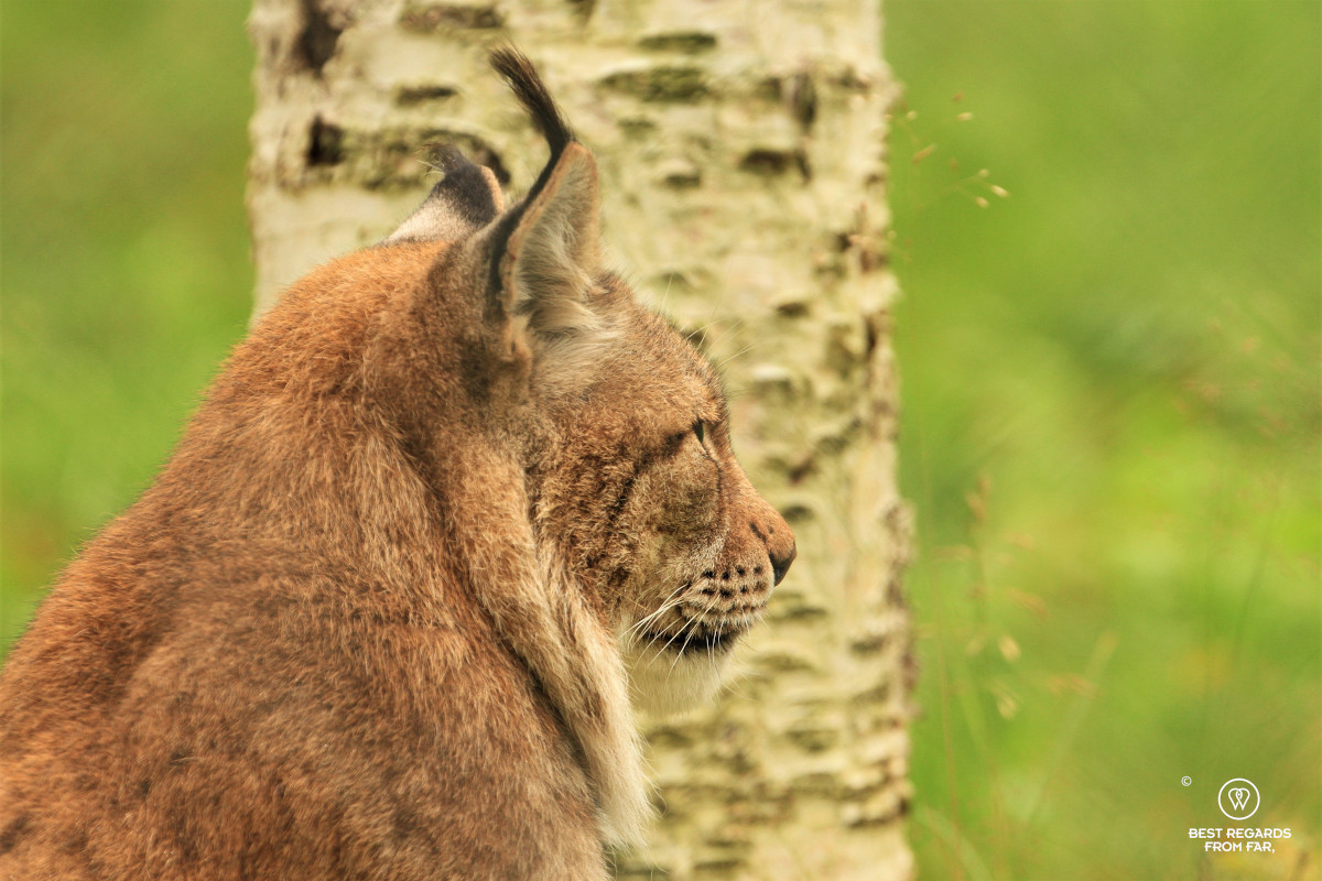 Portrait of a lynx.