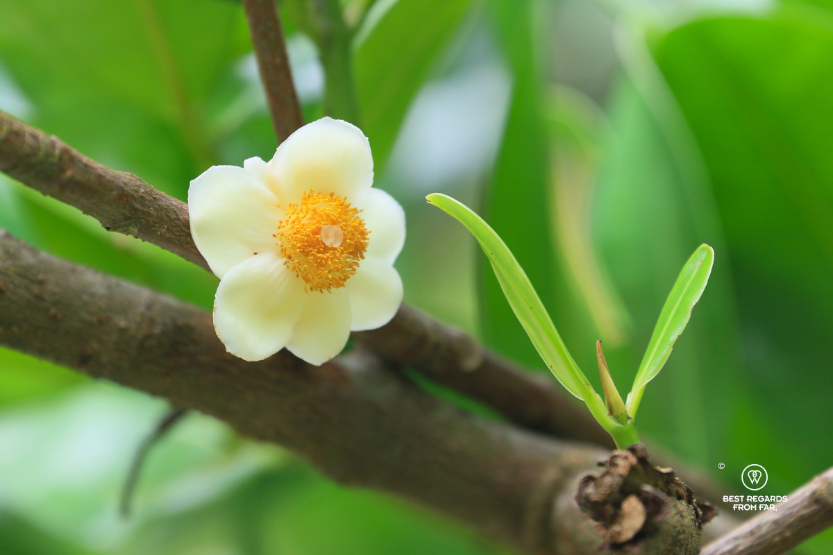 Mamey Zapote (Pouteria Sapota) flower with a green background.