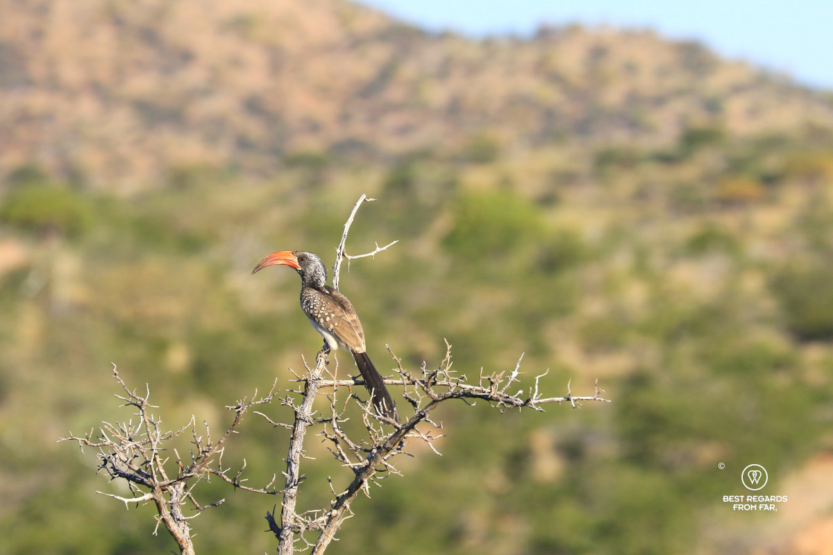 Monteiro's hornbill in a leafless tree, Namibia.