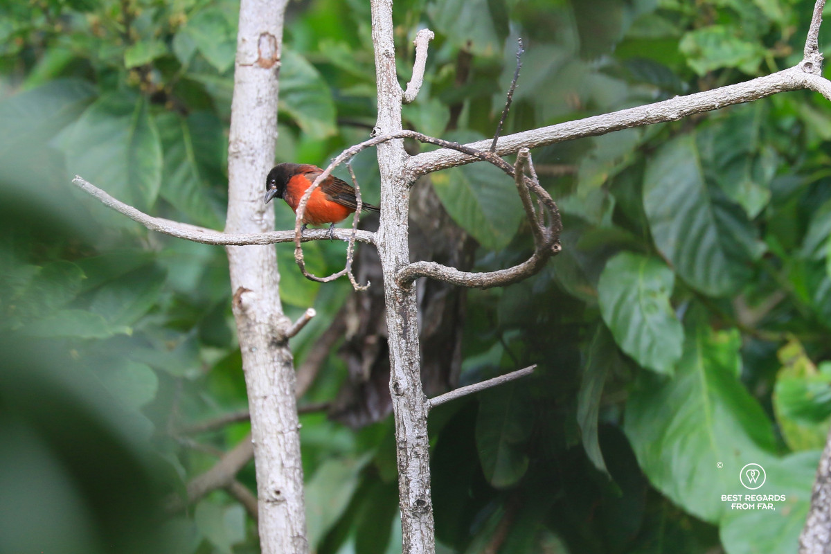 Red bird with a black head on a branch.