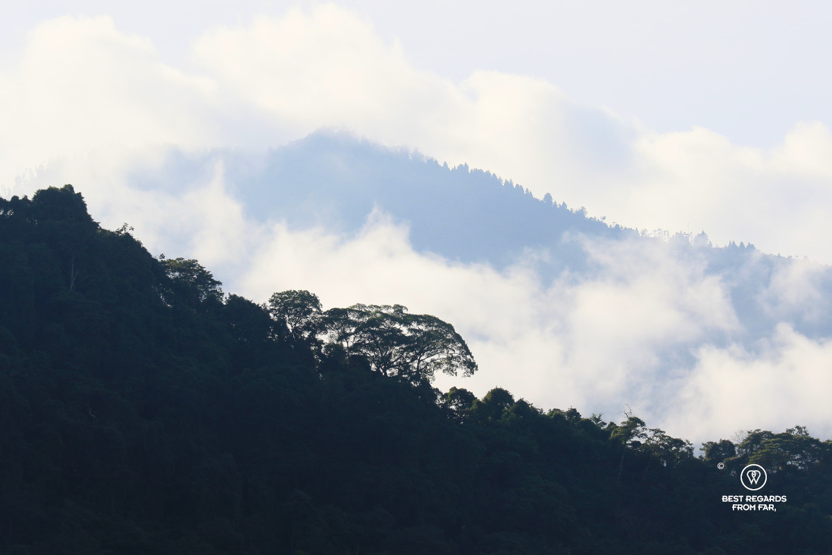 Rising mist above the tree tops that cover the mountains.
