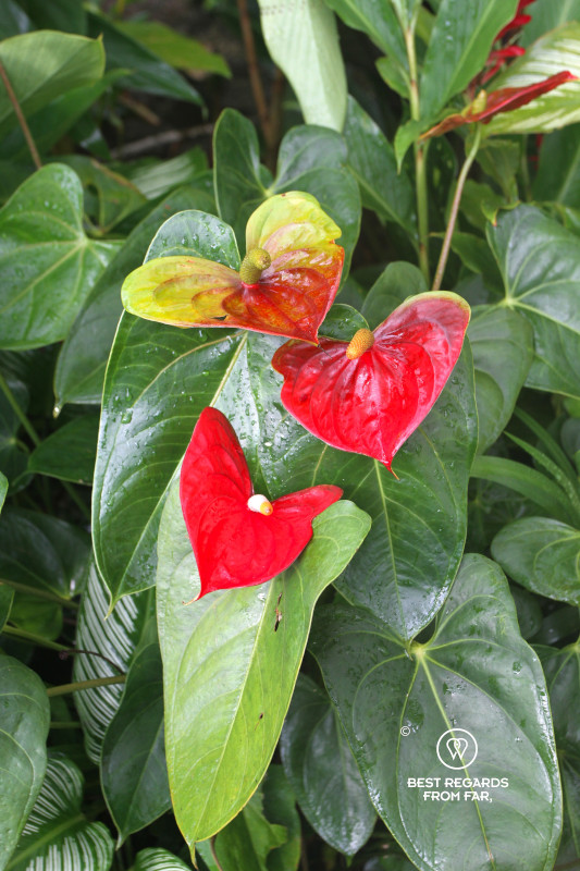 Heart-shaped plant with raindrops on its leafs.