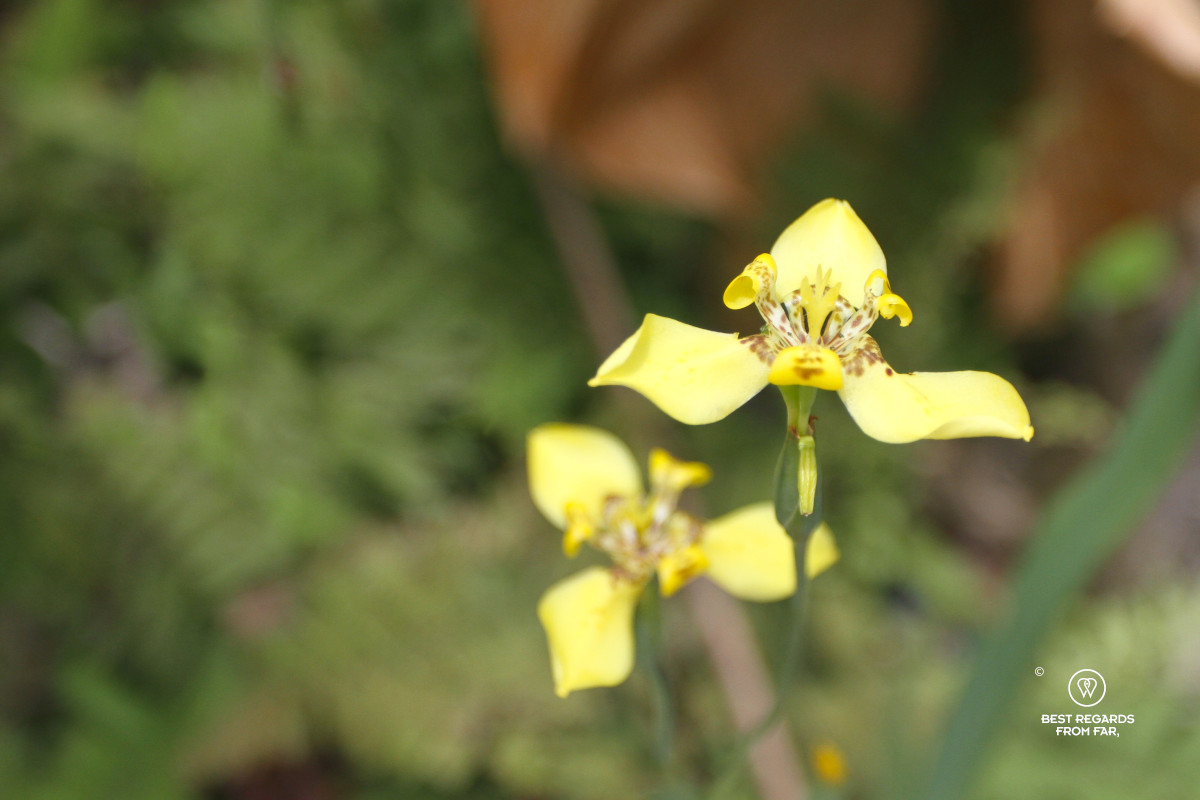 Yellow orchid growing in the wild.