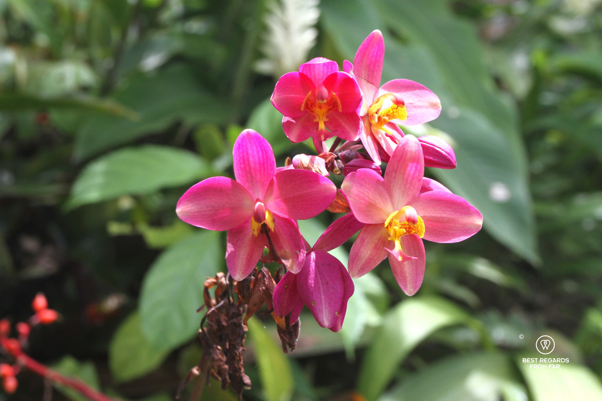 Pink orchid growing in the wild.
