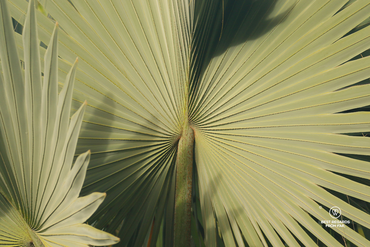 Close-up of a palm in a fan shape.