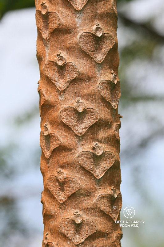 Heart, or angel shaped bark of a papaya tree.