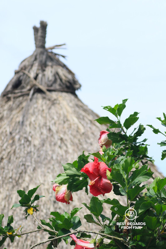 Red hibiscus flower with a thatched roof in the background.