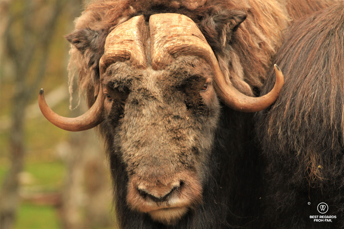 Close up of a male musk ox.